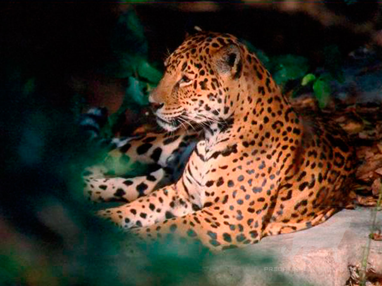 Jaguar
