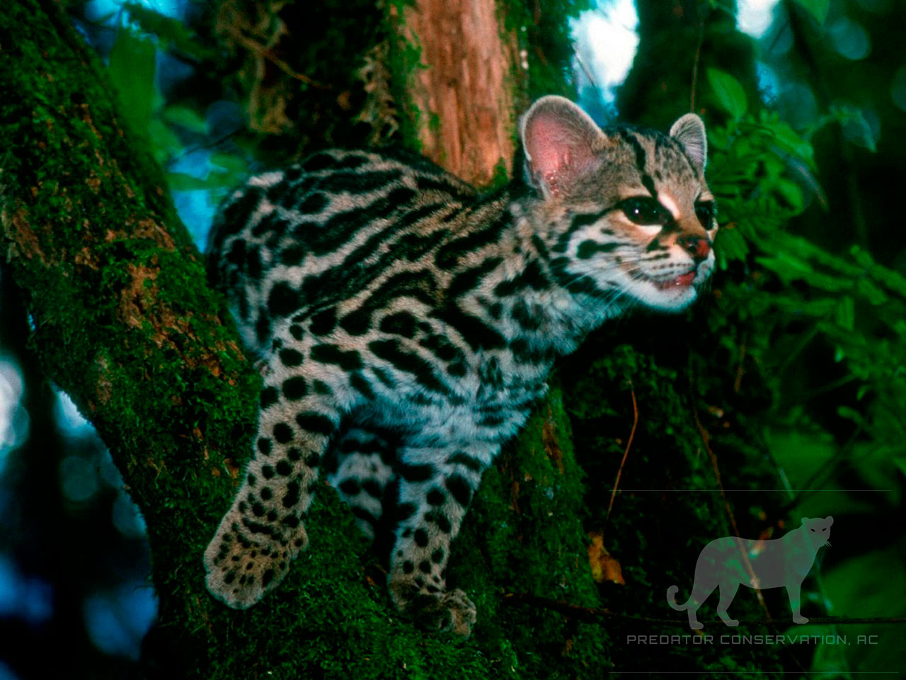Margay