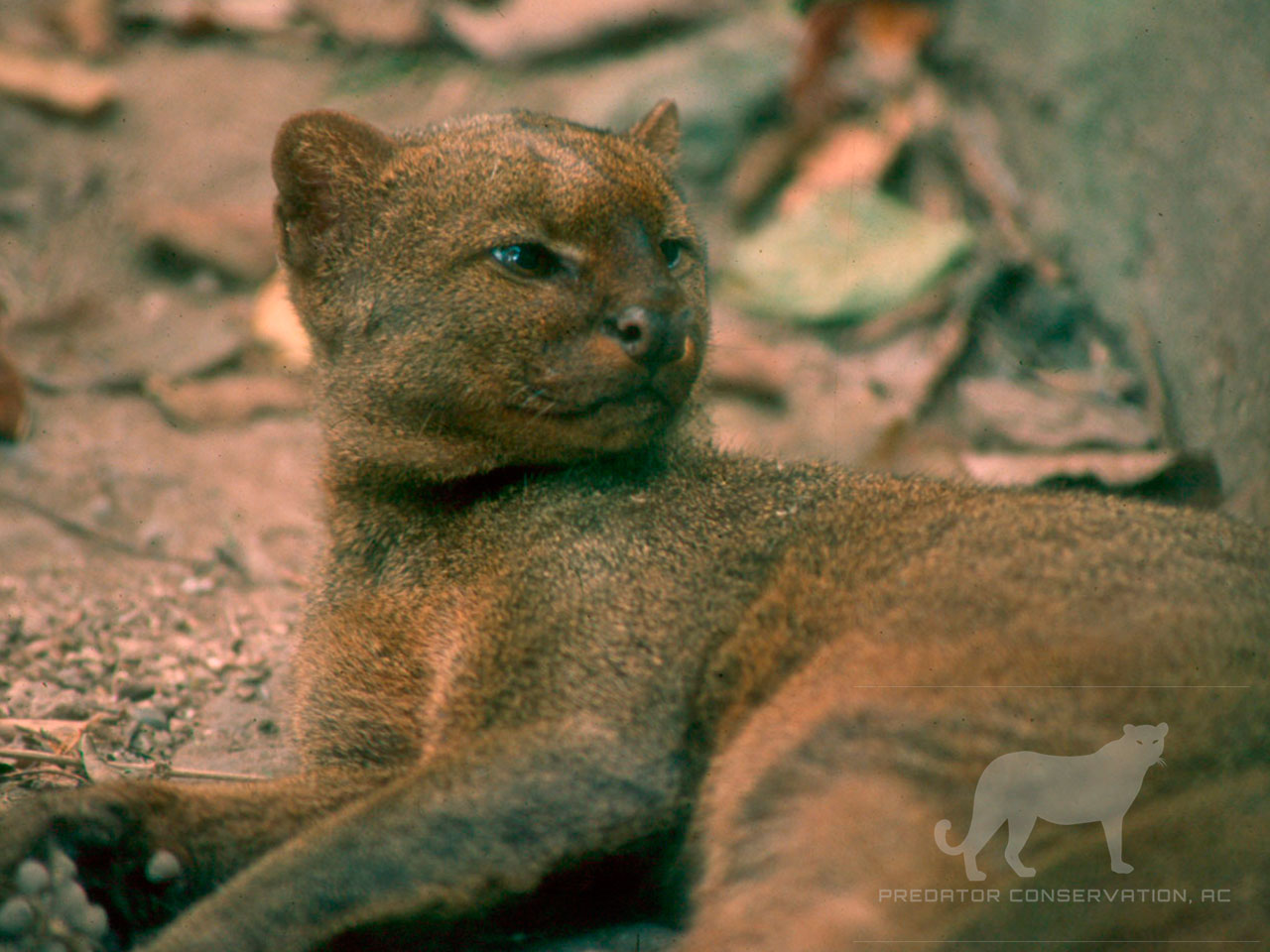 Jaguarundi