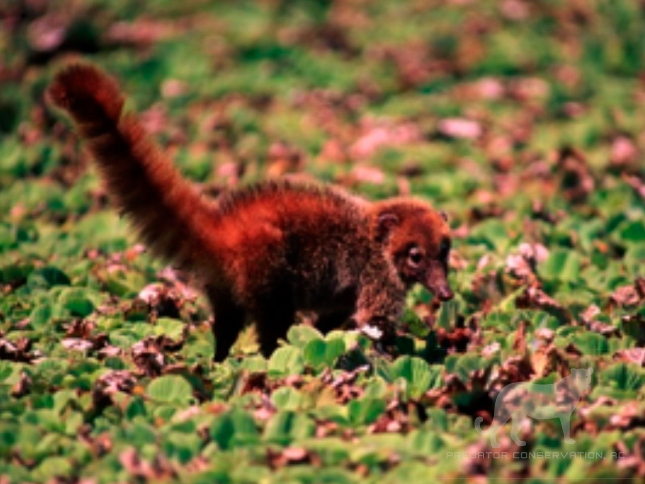 Coatimundi
